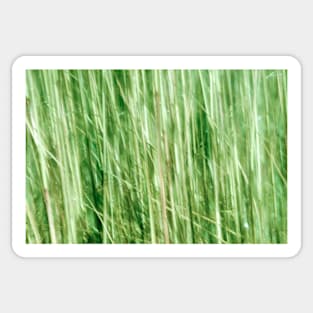 Nature in abstract, green grass in motion blur Sticker